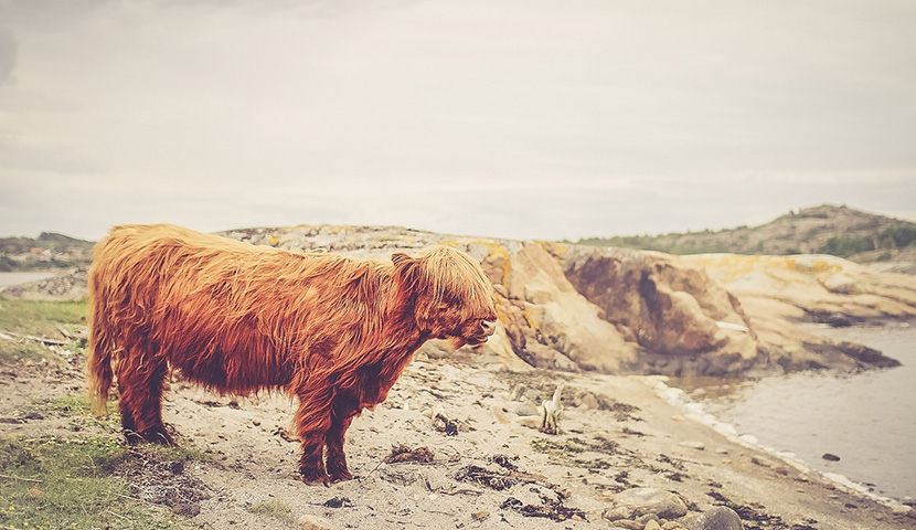 绿色轰炸工具版